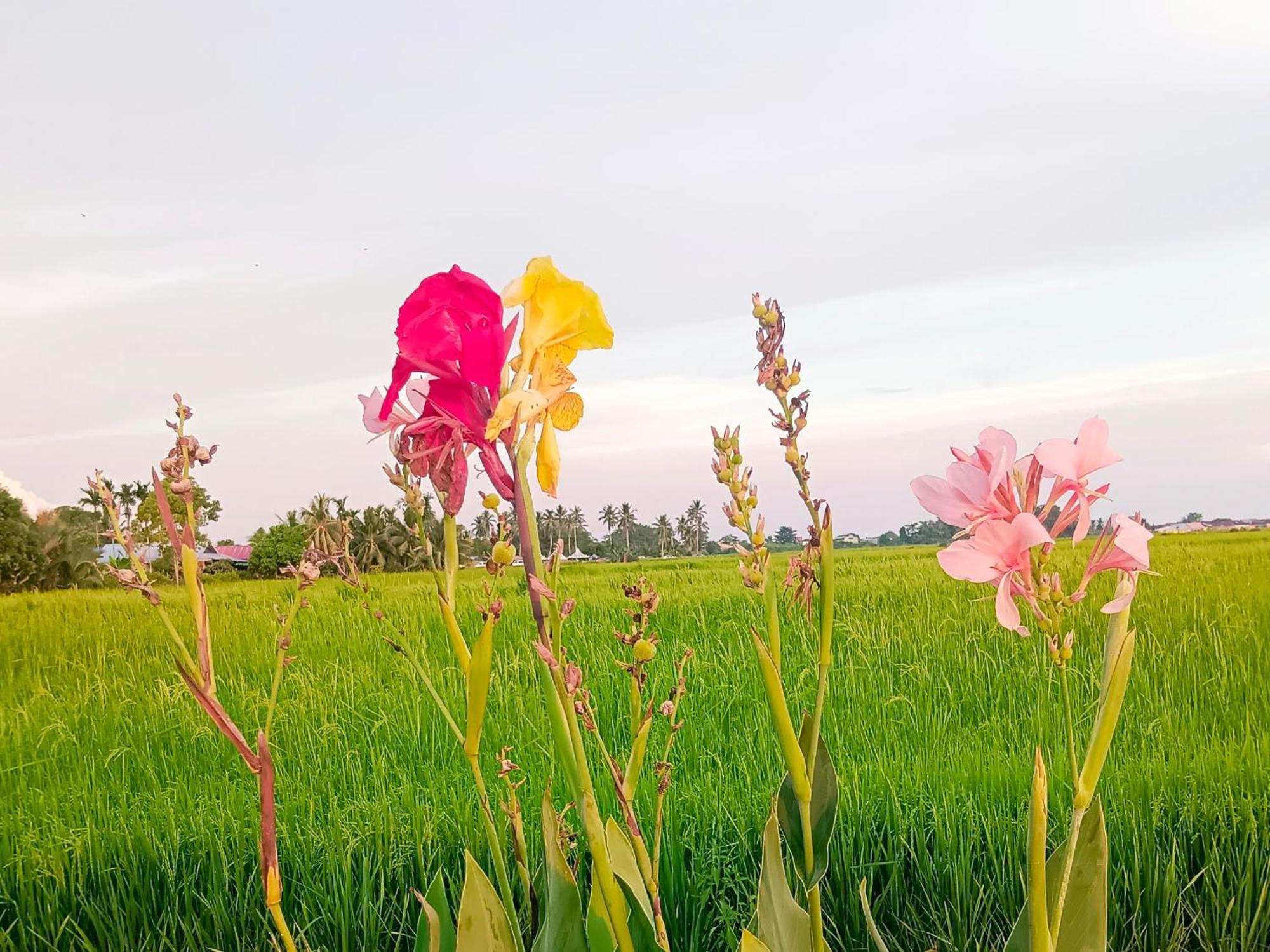Kurau Inn Farmstay Kuala Kurau Zewnętrze zdjęcie