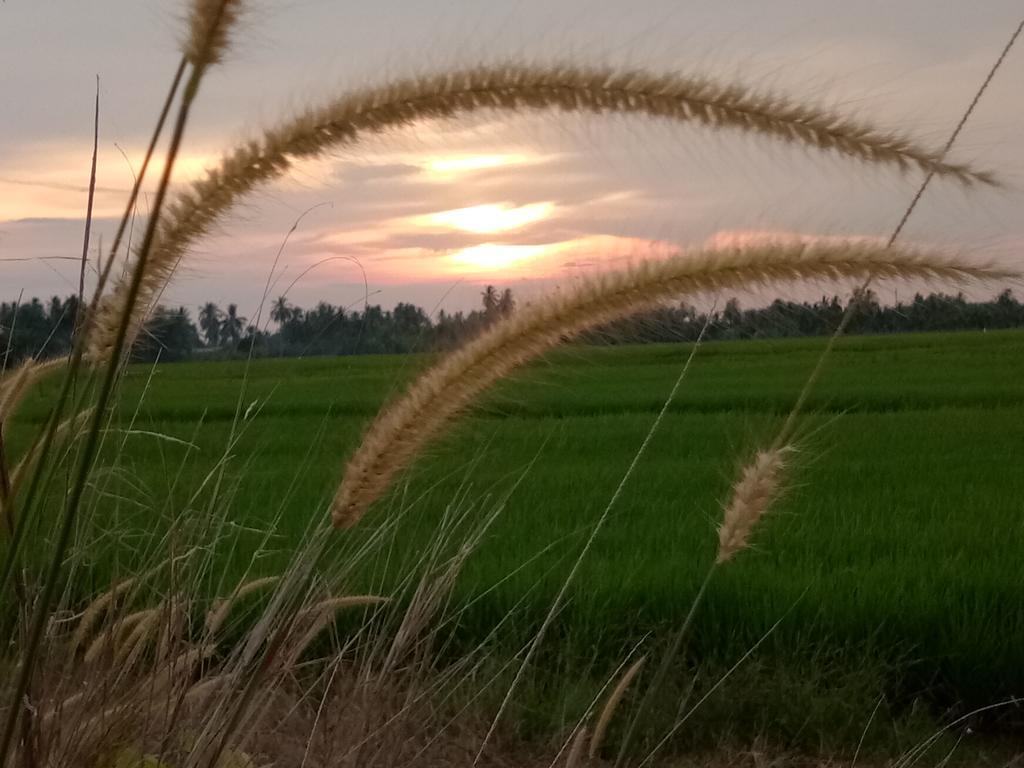 Kurau Inn Farmstay Kuala Kurau Zewnętrze zdjęcie